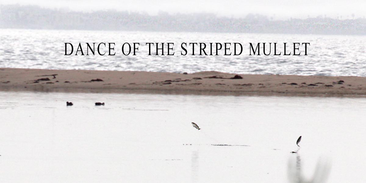 Slider – Dance of the striped mullet