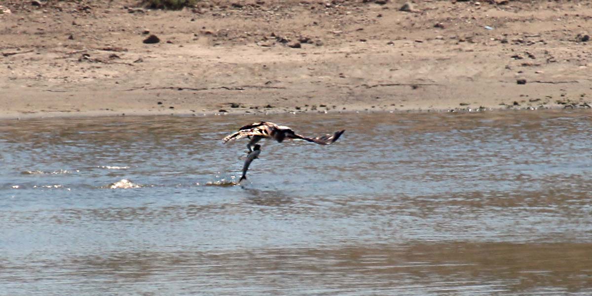 Slider – Oscar the Osprey