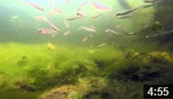September 9, 2013 The Malibu Lagoon Aquarium.  This "fish eye view" is of giant schools of fish and other wildlife inhabiting the restored Lagoon.  Under the surface of water the schools of fish and other wildlife are flourishing. NOTE: Click on image to see video.