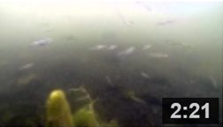 June 25, 2014 - Got Fish? Malibu Lagoon does. Watch thousands upon thousands of fish enjoying the newly restored Malibu Lagoon in its second summer of growth. NOTE: Click on image to see video.
