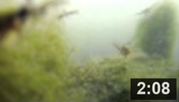 June 25, , 2014 - ShrimpFest II in the Malibu Lagoon Aquarium.  Watch Oriental Shrimp as they prance through the algae. Recorded on June 25th, 2014.  NOTE: Click on image to see video.