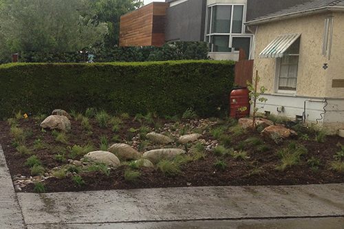 Front lawn replaced with rain garden which conserves and cleans water - 2016.