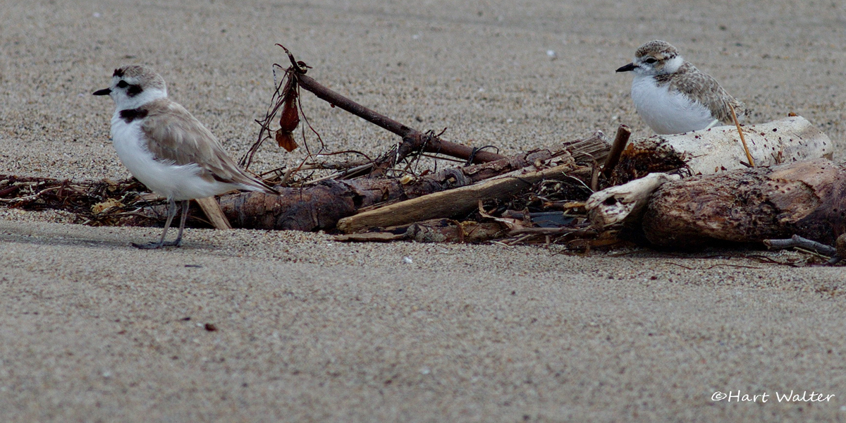 Snowy plover and chick