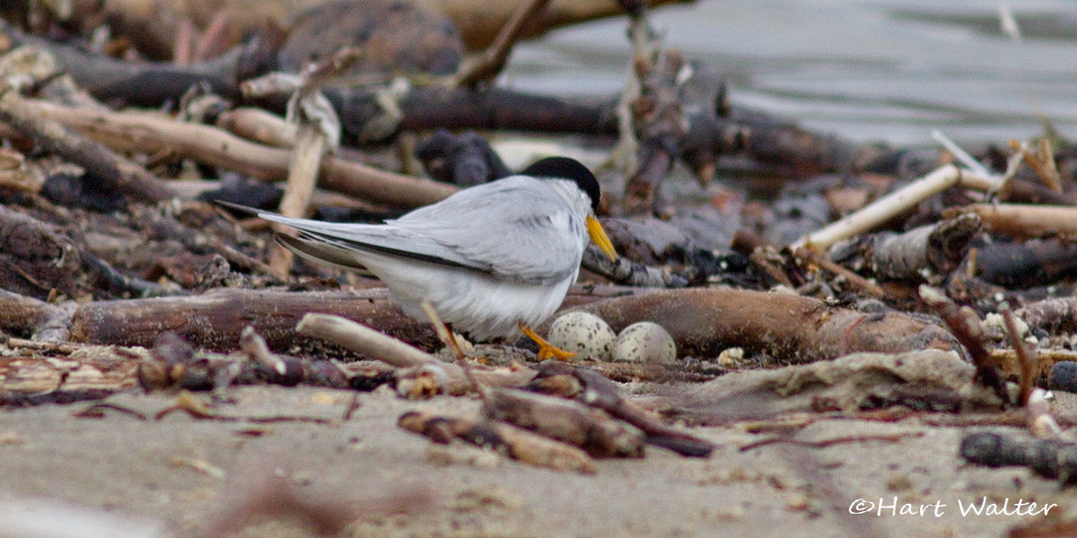 Least tern and her two eggs